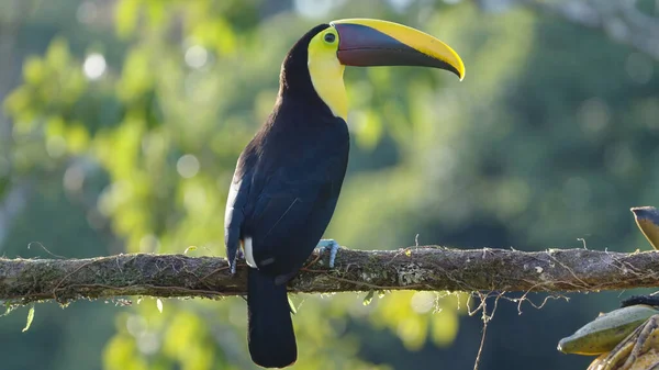 Yellow Throated Perched Branch Boca Tapada Costa Rica — Stock Photo, Image