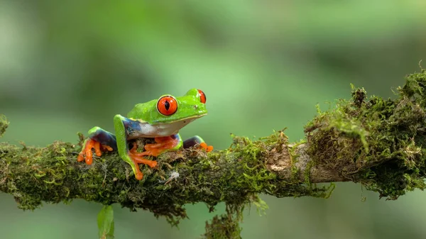 Red Eyed Tree Frog Sitting Branch Sarapiqui Costa Rica — Stock Photo, Image