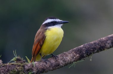 Kosta Rika 'da Boca tapada' da bir dala tünemiş harika bir öpüşmenin yakın çekimi.