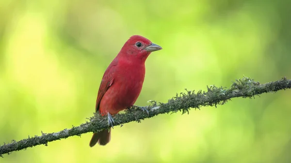 Front Shot Male Summer Tanager Perched Branch Boca Tapada Costa — Stock Photo, Image