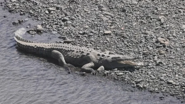 Crocodilo Americano Boca Aberta Margens Rio Tarcoles Costa Rica — Fotografia de Stock