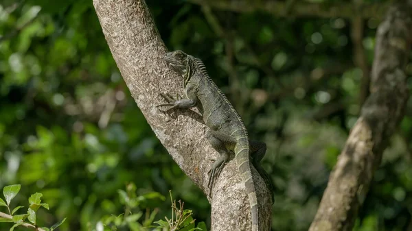 Iguana Nera Dalla Coda Spinosa Albero Boca Tapada Costa Rica — Foto Stock