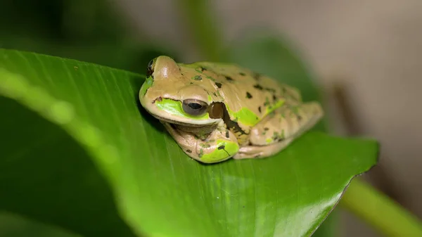 仮面の木のカエルがコスタリカのサラピキの庭の大きな葉の上に座っています — ストック写真