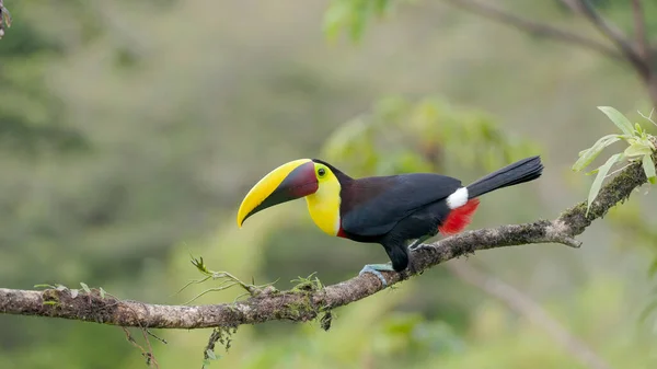 Side View Yellow Throated Toucan Perched Branch Boca Tapada Costa — Stock Photo, Image