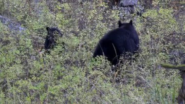 Siyah ayı yavrusu ve annesi Wyoming, ABD 'deki Yellowstone Ulusal Parkı' nda böğürtlen yiyorlar.