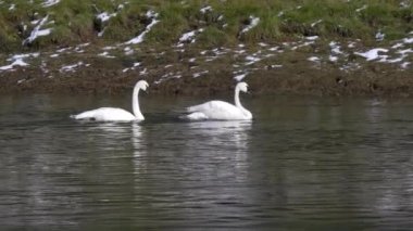 Trompetçi kuğu yetişkinler ve cygnet Wyoming 'deki Yellowstone Ulusal Parkı' nda besleniyorlar.