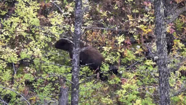 ウイミングのイエローストーン国立公園の秋の葉の茂みから果実のための黒いクマの採餌場 — ストック動画