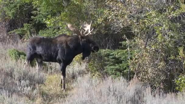 Nära Utsikt Över Tjur Älg Grand Teton Nationalpark Wyoming Usa — Stockvideo