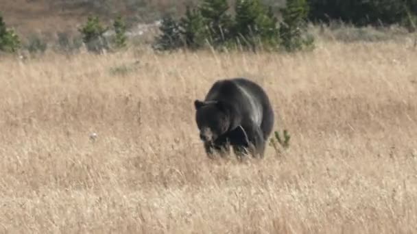 Średnie Ujęcie Dużego Grizzly Zbliżającego Się Przez Łąkę Parku Narodowym — Wideo stockowe
