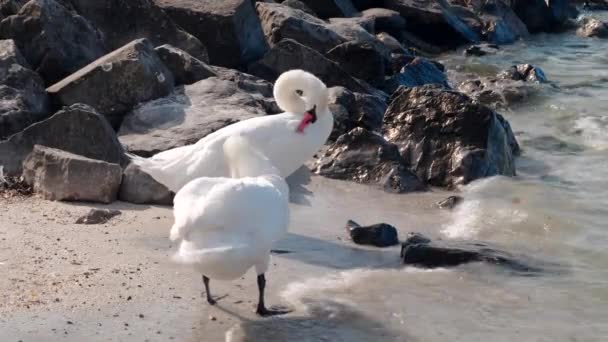 スイスのジュネーブ湖で白い白鳥が羽を広げています — ストック動画