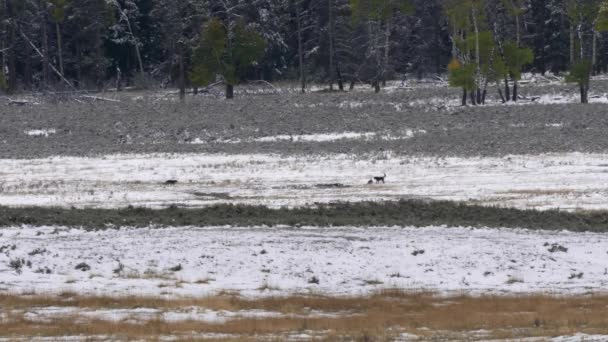 Lange Kans Van Wolf Pups Spelen Verse Sneeuw Yellowstone National — Stockvideo
