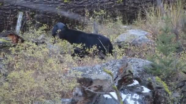 Czarny Niedźwiedź Mama Młody Żywiący Się Jagodami Lesie Yellowstone National — Wideo stockowe