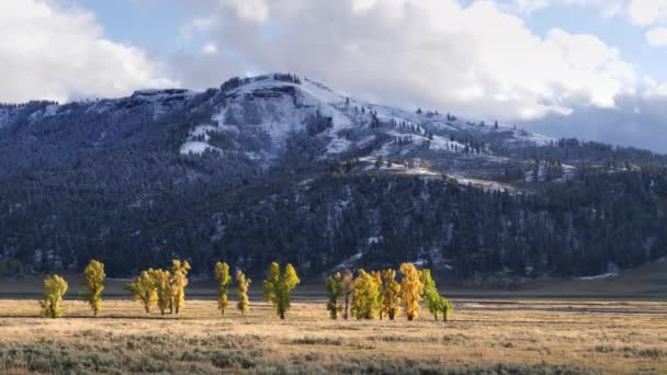 Lamar Völgy Kora Ősszel Hóesés Yellowstone Nemzeti Park Wyoming Usa — Stock videók