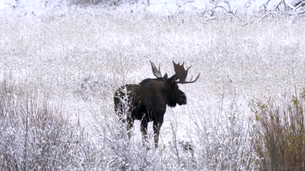雪に覆われたワイオミング州のイエローストーン国立公園の牧草地を歩く雄牛のムース — ストック動画