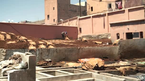 Trabalhador Coleta Peles Animais Secando Sol Curtume Antigo Marrakech Morroco — Vídeo de Stock