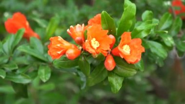 Napoli yakınlarındaki Pompei harabelerinde yetişen kırmızı nar çiçekleri.