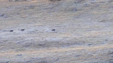 Wyoming, ABD 'deki Yellowstone Ulusal Parkı' ndaki Lamar Vadisi 'nde koşan üç kurdun izini sürüyorum.
