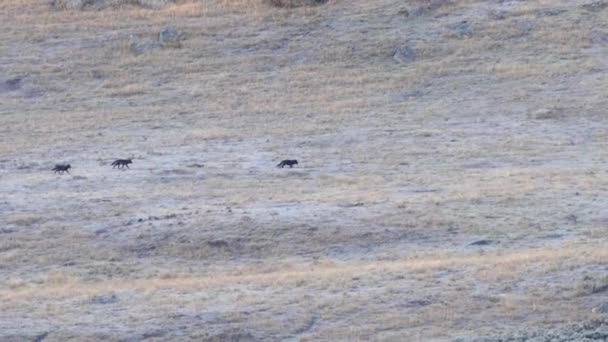 追踪三只狼在美国怀俄明州黄石公园的拉玛山谷中奔跑的长镜头 — 图库视频影像