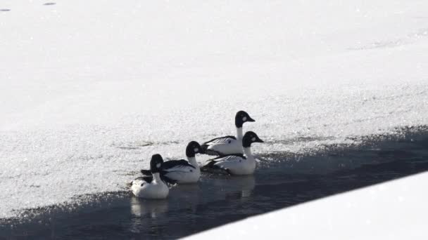 美国佐治亚州黄石国家公园 一群普通的金眼鸭从一条部分冻死的拉玛河中飞奔而去 — 图库视频影像