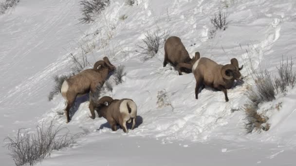 Зимний Снимок Стаи Баранов Овец Бигхорн Пасущихся Национальном Парке Йеллоустон — стоковое видео