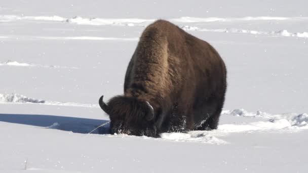 Tiro Invierno Bisonte Usando Cabeza Masiva Para Limpiar Nieve Hierba — Vídeos de Stock