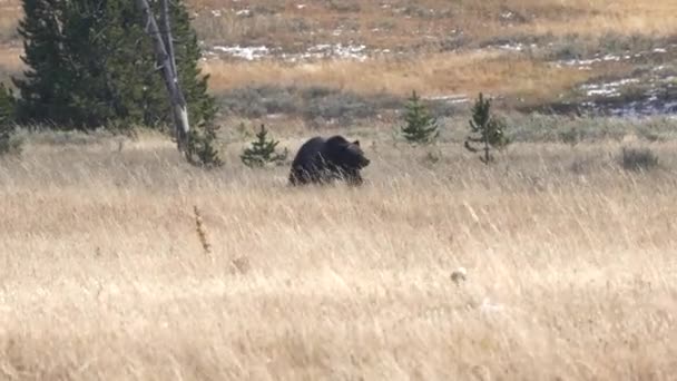 Orso Grizzly Cammina Attraverso Prato Erboso Nel Parco Nazionale Yellowstone — Video Stock