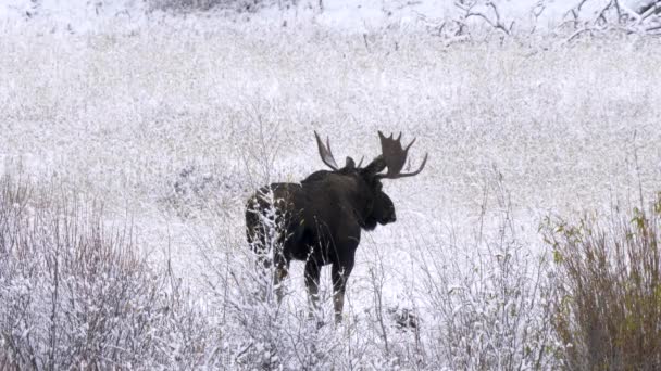 Bakifrån Älgtjur Som Står Snöig Äng Vid Yellowstone National Park — Stockvideo
