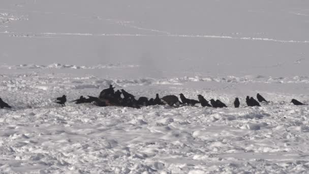 Zimowe Ujęcie Kruków Orła Łysego Zbierającego Padlinę Żubrów Parku Narodowym — Wideo stockowe