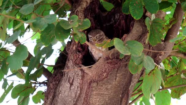 Κουκουβάγια Κοιμάται Ένα Κούφιο Δέντρο Στο Agra Ινδία — Αρχείο Βίντεο