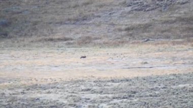 Wyoming 'in Yellowstone Ulusal Parkı' ndaki Lamar Vadisi 'nde bir kurt koşuyor.