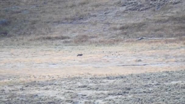 在美国怀俄明州的黄石公园里 一只狼在拉玛山谷的山坡上奔跑着 — 图库视频影像