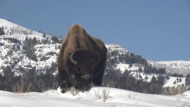 Wyoming, ABD 'deki Yellowstone Ulusal Parkı' nda karla kaplı bir tepede otlayan bizonun alçak açılı manzarası.