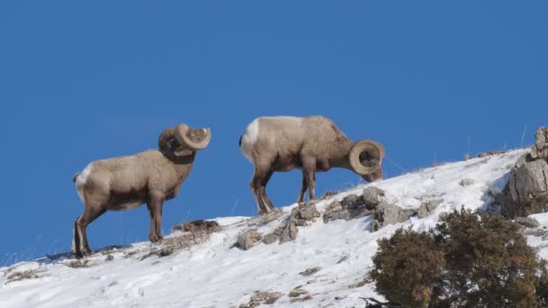 Tiro Invierno Aliento Humeante Una Oveja Cuerno Grande Parque Nacional — Vídeos de Stock