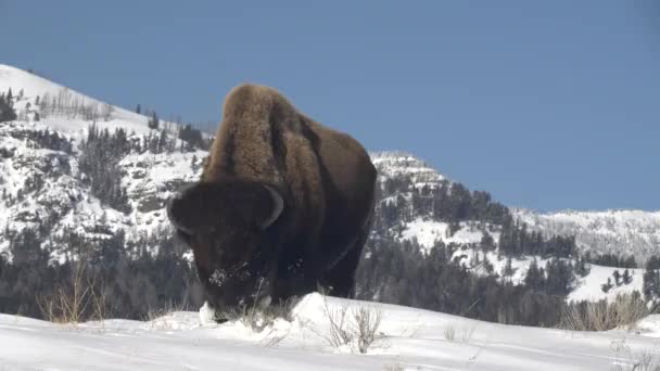 美国怀俄明州黄石公园一只野牛在雪山上吃草的冬季低角前景 — 图库视频影像