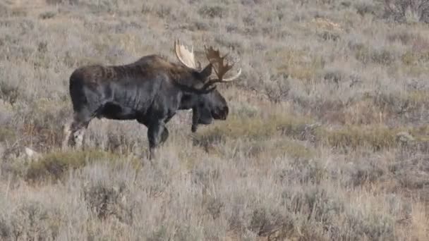 Een Stier Elanden Wandelingen Een Wilde Weide Grand Teton Nationaal — Stockvideo