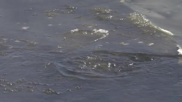 Χειμωνιάτικη Βουτιά Ομιχλώδη Ποταμό Λαμάρ Στο Εθνικό Πάρκο Yellowstone Στο — Αρχείο Βίντεο