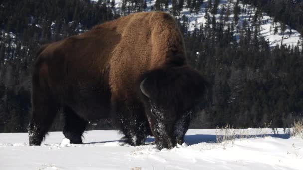 Vista Lateral Bisonte Americano Pastando Nieve Día Invierno Parque Nacional — Vídeos de Stock