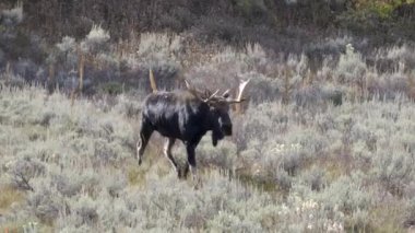Boğa geyiği Wyoming, ABD 'deki Grand Teton Ulusal Parkı' na yaklaşıyor.