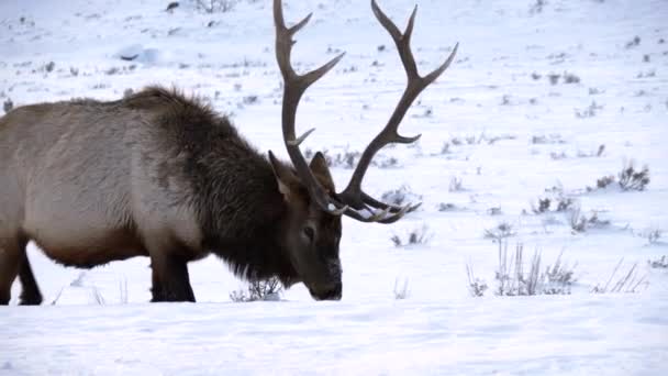 Зимовий Знімок Лося Бика Випасання Снігу Наближається Камери Національному Парку — стокове відео
