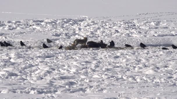 Prise Vue Hivernale Coyotes Corbeaux Sur Une Carcasse Bisons Dans — Video