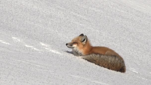 Χειμωνιάτικη Λήψη Μιας Κόκκινης Αλεπούς Που Αναπαύεται Στο Χιόνι Κοιτάζοντας — Αρχείο Βίντεο