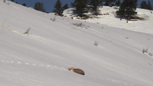 雪に覆われた丘の上に佇むレッドフォックスの冬のワイドショット — ストック動画