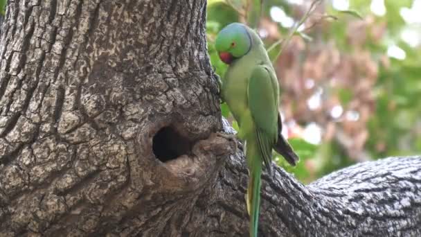 在印度阿格拉的一个中空的鸟巢旁边 一只玫瑰环抱的鹦鹉栖息在一棵树上 — 图库视频影像