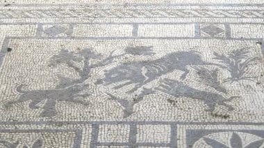Napoli yakınlarındaki Pompei harabelerinde yaban domuzu avlayan köpeklerin mozaiğine yakından bakın.