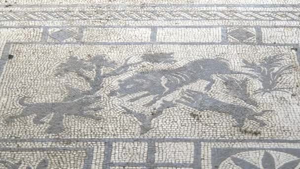 Napoli Yakınlarındaki Pompei Harabelerinde Yaban Domuzu Avlayan Köpeklerin Mozaiğine Yakından — Stok video