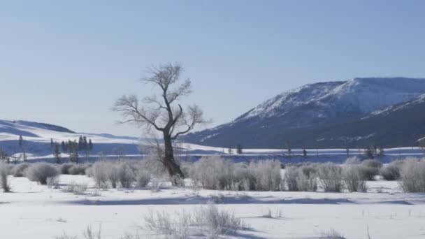 Téli Lövés Lamar Völgyben Borított Fagy Yellowstone Nemzeti Park Wyoming — Stock videók
