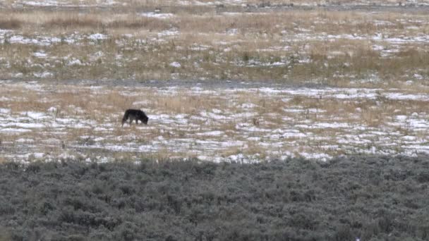 Wolf Pup Explores Lamar Valley Meadow Early Season Snow Yellowstone — Stock Video