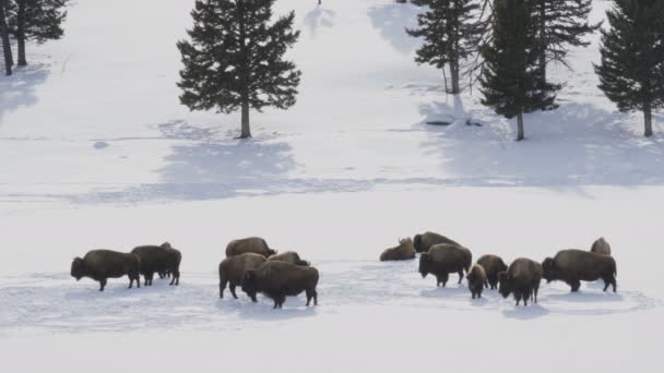 Tiro Invierno Una Manada Bisontes Pie Nieve Parque Nacional Yellowstone — Vídeos de Stock