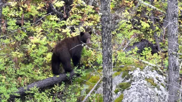 Черный Медведь Стоит Склоне Холма Осенней Листвы Йеллоустон Национального Парка — стоковое видео