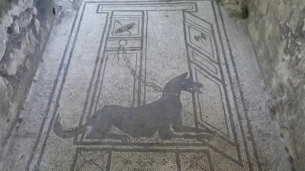 Napoli Yakınlarındaki Pompei Harabelerinde Tasmaya Bağlanmış Bir Köpek Mozaiğinin Klipsini — Stok video
